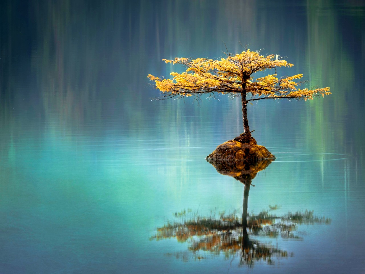 Small tree on calm water